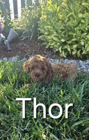 AKC Thor, a male Poodle - Toy  for sale in Elnora, IN – Photo 1 of 7