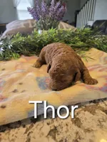 AKC Thor, a male Poodle - Toy  for sale in Elnora, IN – Photo 4 of 7