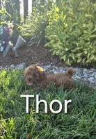 AKC Thor, a male Poodle - Toy  for sale in Elnora, IN – Photo 2 of 7