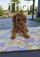 AKC Thor, a male Poodle - Toy  for sale in Elnora, IN – Photo 3 of 7