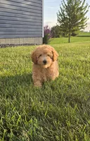 AKC Bear, a male Poodle - Toy  for sale in Elnora, IN – 4 of 5