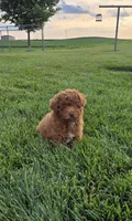 AKC Lily, a female Poodle - Toy  for sale in Elnora, IN – 2 of 4