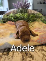 AKC Adele, a female Poodle - Toy  for sale in Elnora, IN – Photo 3 of 4