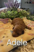AKC Adele, a female Poodle - Toy  for sale in Elnora, IN – Photo 2 of 4