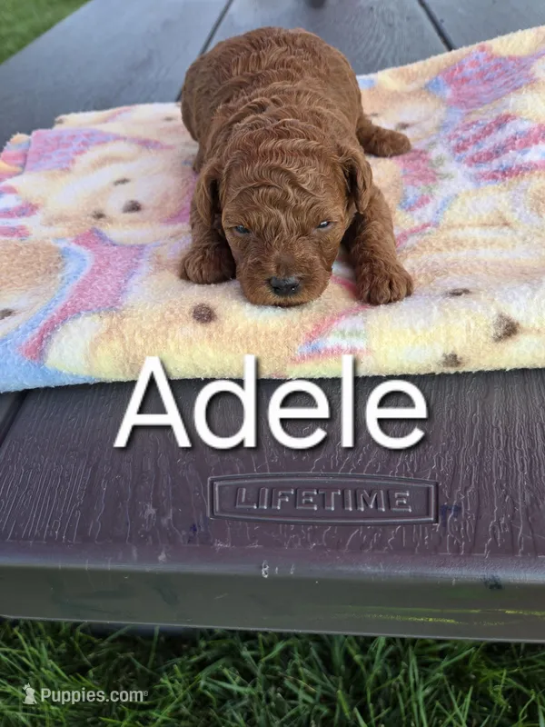 AKC Adele