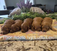 AKC Adele, a female Poodle - Toy  for sale in Elnora, IN – Photo 4 of 4