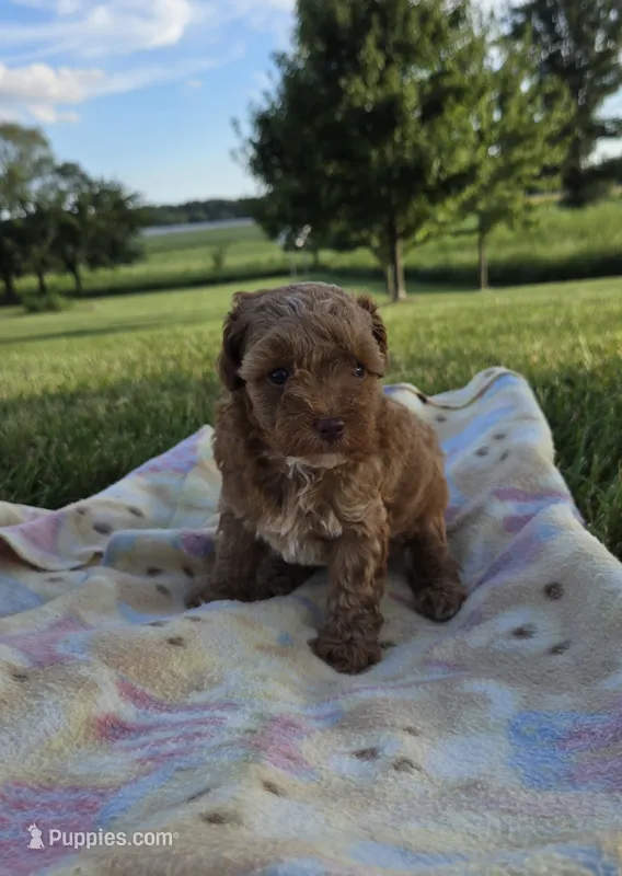 AKC Rosie – Poodle - Toy  puppy for sale in Elnora, IN