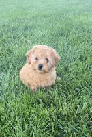 AKC Nikki, a female Poodle - Toy  for sale in Elnora, IN – 4 of 4