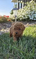 AKC Grace, a female Poodle - Toy  for sale in Elnora, IN – Photo 2 of 5