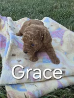 AKC Grace, a female Poodle - Toy  for sale in Elnora, IN – Photo 5 of 5