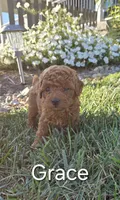 AKC Grace, a female Poodle - Toy  for sale in Elnora, IN – Photo 1 of 5