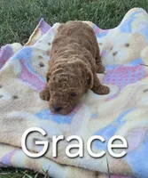 AKC Grace, a female Poodle - Toy  for sale in Elnora, IN – Photo 4 of 5