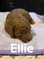 AKC Ellie pending, a female Poodle - Toy  for sale in Elnora, IN – Photo 1 of 5
