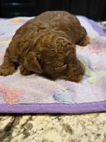 AKC Ellie pending, a female Poodle - Toy  for sale in Elnora, IN – Photo 2 of 5