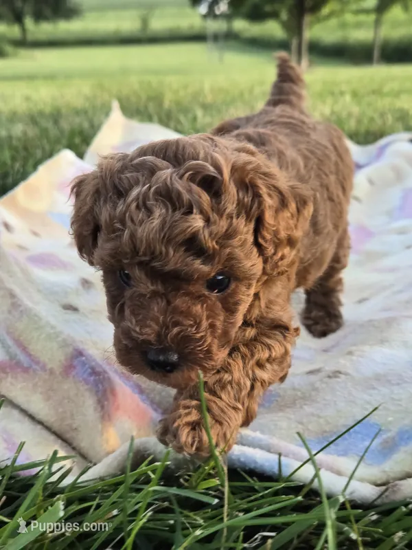 AKC Roxie – Poodle - Toy  puppy for sale in Elnora, IN