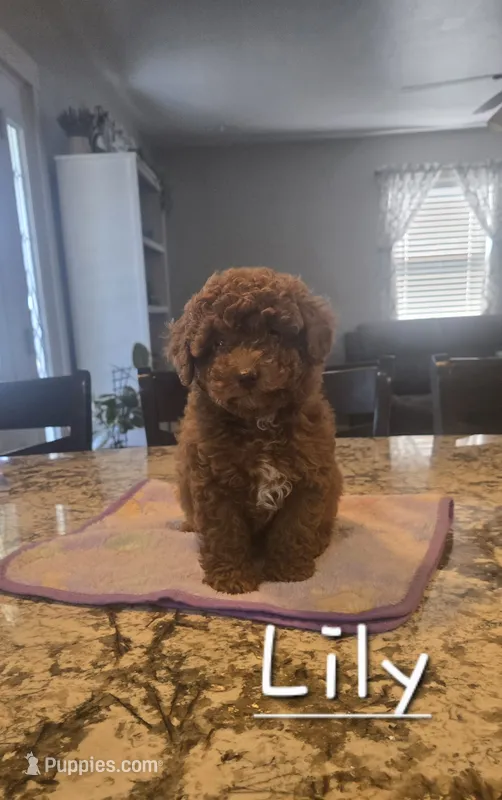 AKC Lily – Poodle - Toy  puppy for sale in Elnora, IN