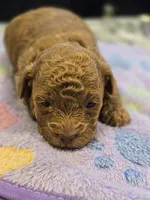 AKC York, a male Poodle - Toy  for sale in Elnora, IN – Photo 3 of 5