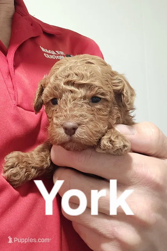 AKC York