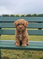 AKC Rosie, a female Poodle - Toy  for sale in Elnora, IN – 2 of 3