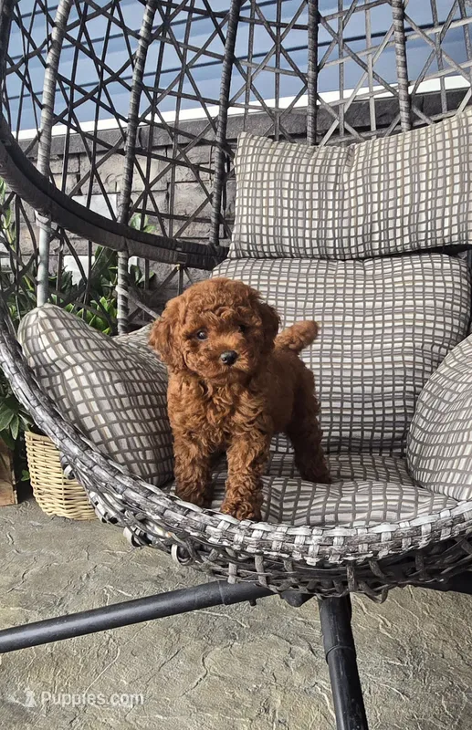 AKC Maya – Poodle - Toy  puppy for sale in Elnora, IN