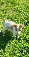 Lula, a female Rat Terrier for sale in Stilwell, OK – 8 of 10