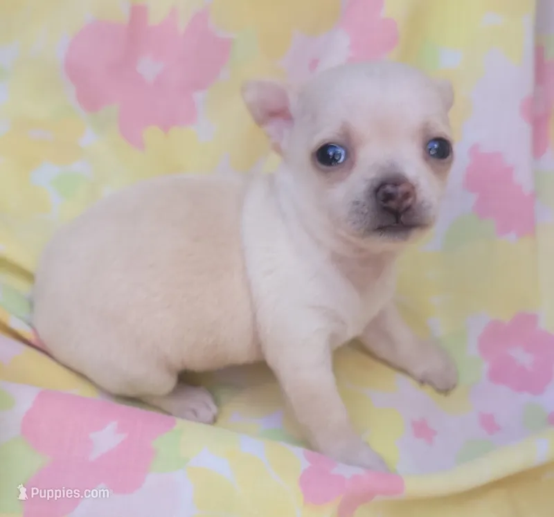 Ella – Chihuahua puppy for sale in Stilwell, OK