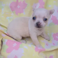 Ella, a female Chihuahua for sale in Stilwell, OK – 7 of 10