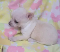 Ella, a female Chihuahua for sale in Stilwell, OK – 6 of 10