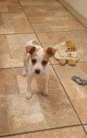 Lula, a female Rat Terrier for sale in Stilwell, OK – 4 of 10