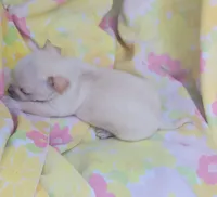 Mia, a female Chihuahua for sale in Stilwell, OK – 5 of 10