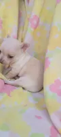 Mia, a female Chihuahua for sale in Stilwell, OK – 2 of 10