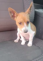 Tess, a female Rat Terrier for sale in Stilwell, OK – 2 of 10