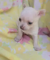 Ella, a female Chihuahua for sale in Stilwell, OK – 4 of 10