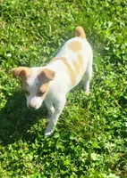 Lula, a female Rat Terrier for sale in Stilwell, OK – 6 of 10
