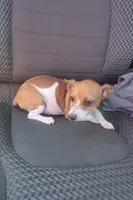 Tess, a female Rat Terrier for sale in Stilwell, OK – 4 of 10