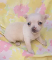 Ella, a female Chihuahua for sale in Stilwell, OK – 9 of 10