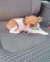 Tess, a female Rat Terrier for sale in Stilwell, OK – 7 of 10