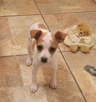 Lula, a female Rat Terrier for sale in Stilwell, OK – 2 of 10