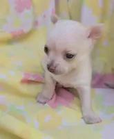 Ella, a female Chihuahua for sale in Stilwell, OK – 8 of 10