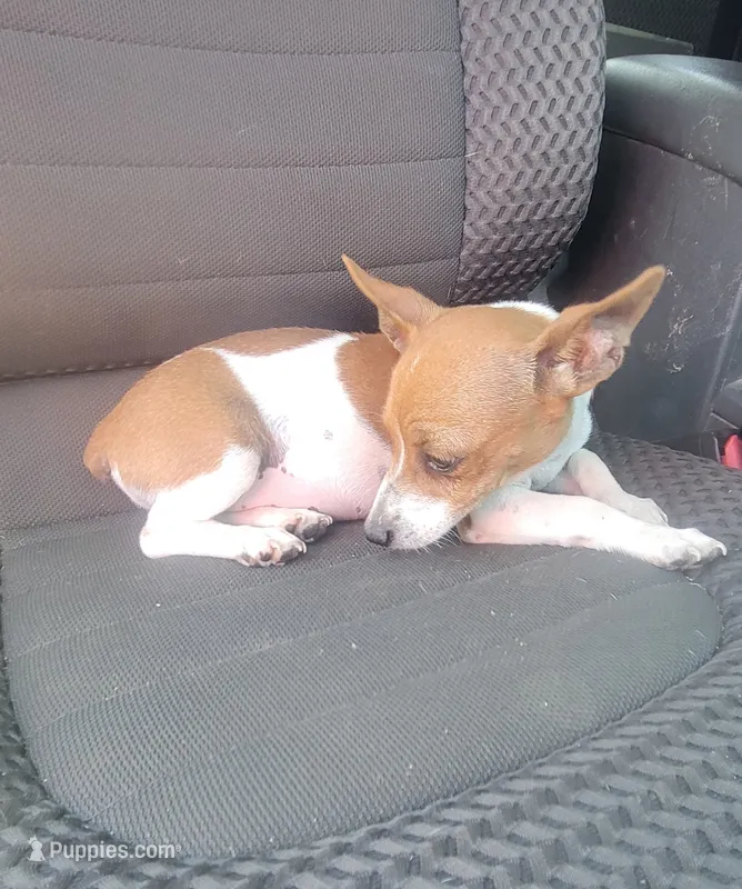 Tess – Rat Terrier puppy for sale in Stilwell, OK