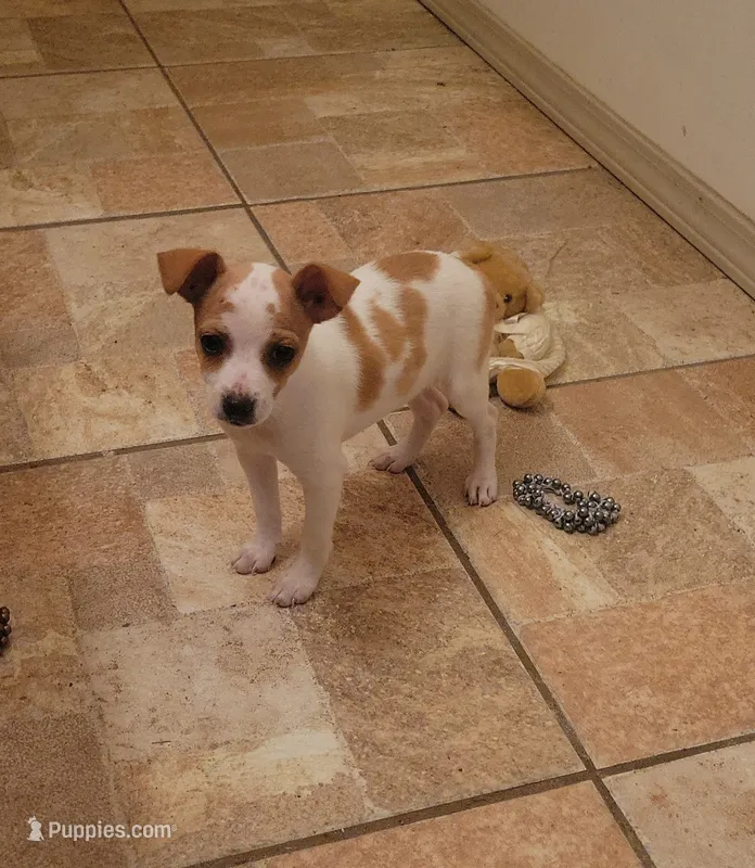 Lula – Rat Terrier puppy for sale in Stilwell, OK