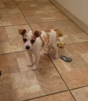 Lula, a female Rat Terrier for sale in Stilwell, OK – 1 of 10