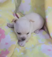 Mia, a female Chihuahua for sale in Stilwell, OK – 6 of 10