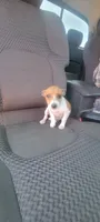 Tess, a female Rat Terrier for sale in Stilwell, OK – 8 of 10