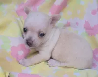 Ella, a female Chihuahua for sale in Stilwell, OK – 3 of 10