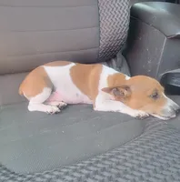 Tess, a female Rat Terrier for sale in Stilwell, OK – 10 of 10