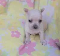 Ella, a female Chihuahua for sale in Stilwell, OK – 5 of 10