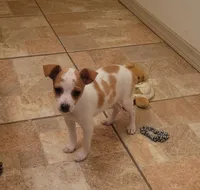 Lula, a female Rat Terrier for sale in Stilwell, OK – 5 of 10