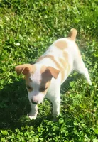 Lula, a female Rat Terrier for sale in Stilwell, OK – 3 of 10