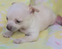 Mia, a female Chihuahua for sale in Stilwell, OK – 10 of 10